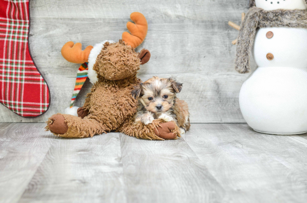 Morkie Pup Being Cute