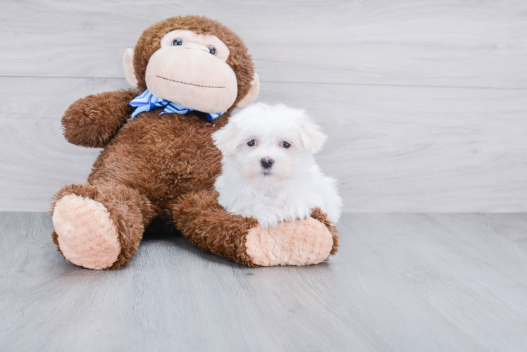 Sweet Maltese Purebred Puppy
