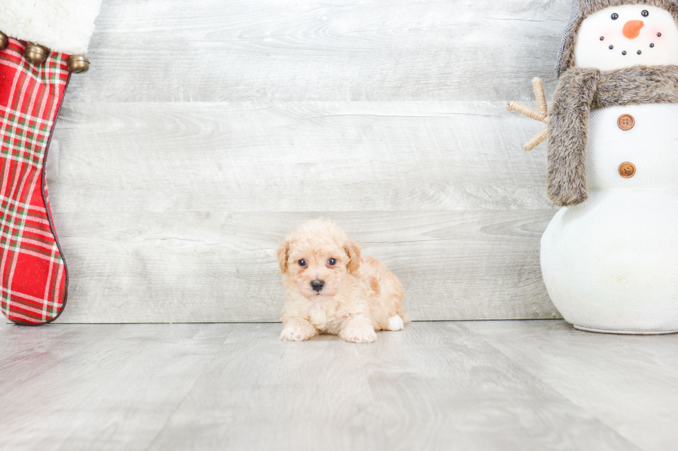 Maltipoo Puppy for Adoption