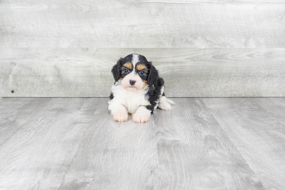 Smart Cavachon Designer Pup