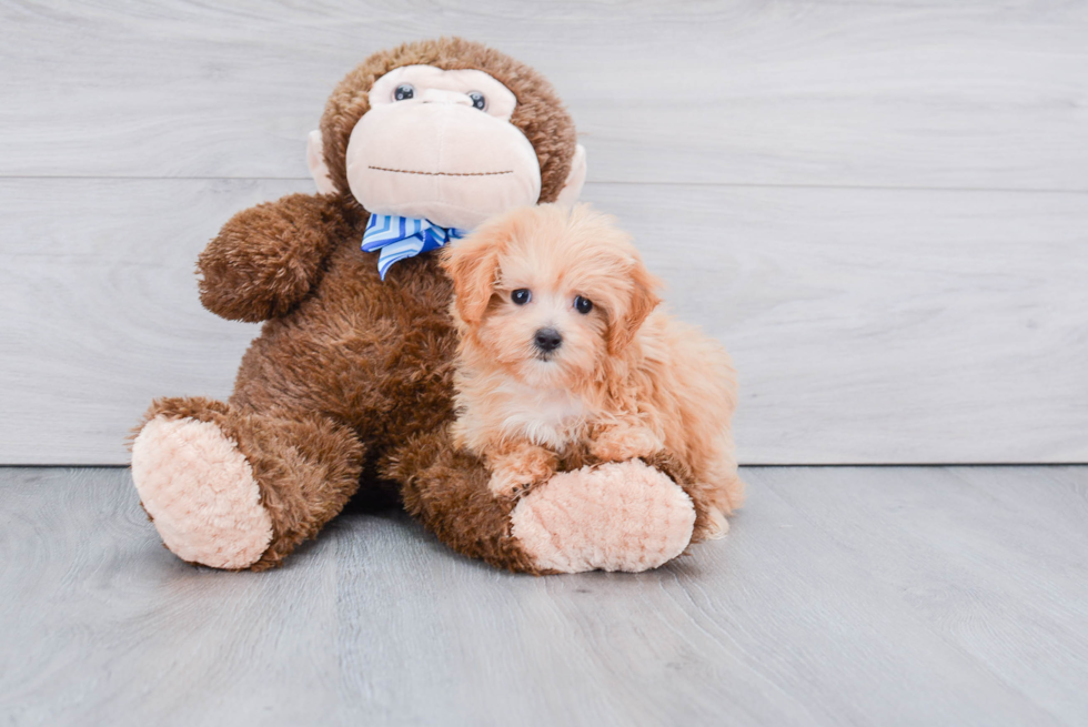 Petite Maltipoo Poodle Mix Pup