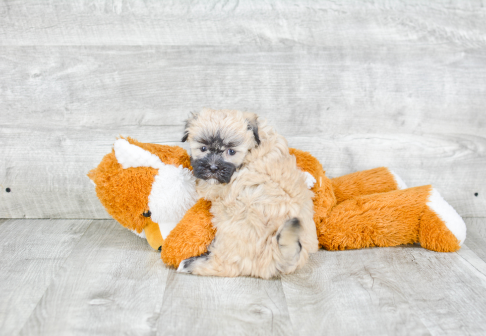 Funny Havanese Baby
