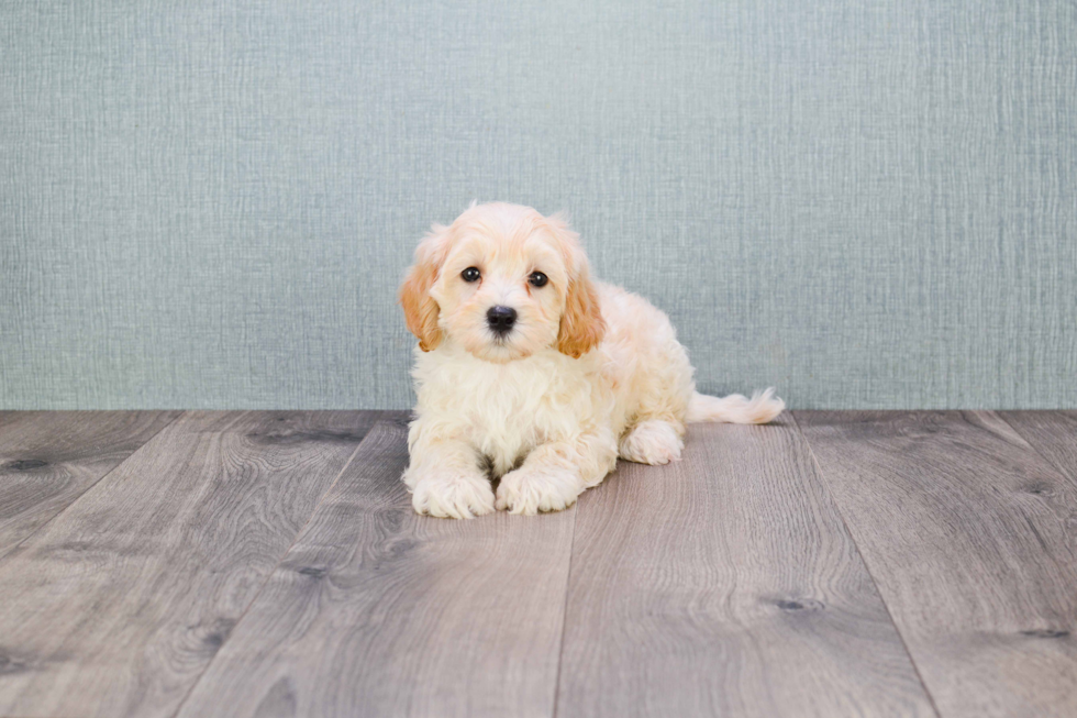 Friendly Maltipoo Baby