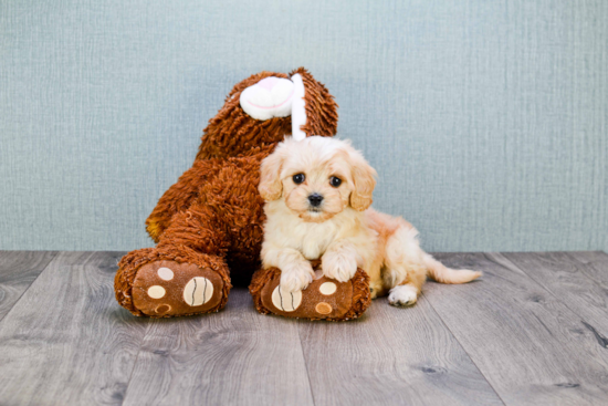 Adorable Cavalier Designer Puppy