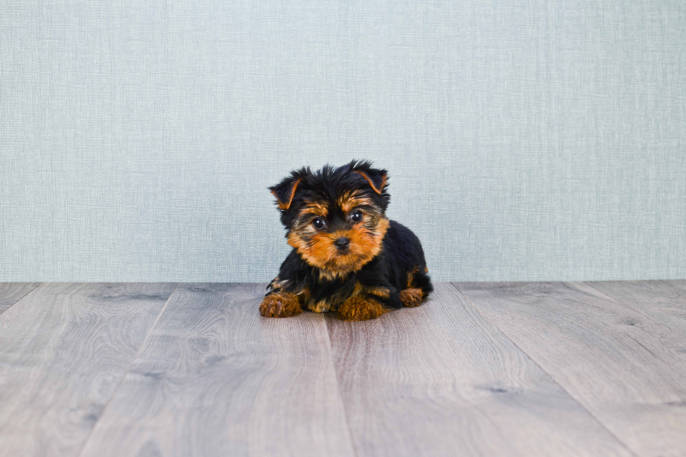 Meet Capone - our Yorkshire Terrier Puppy Photo 