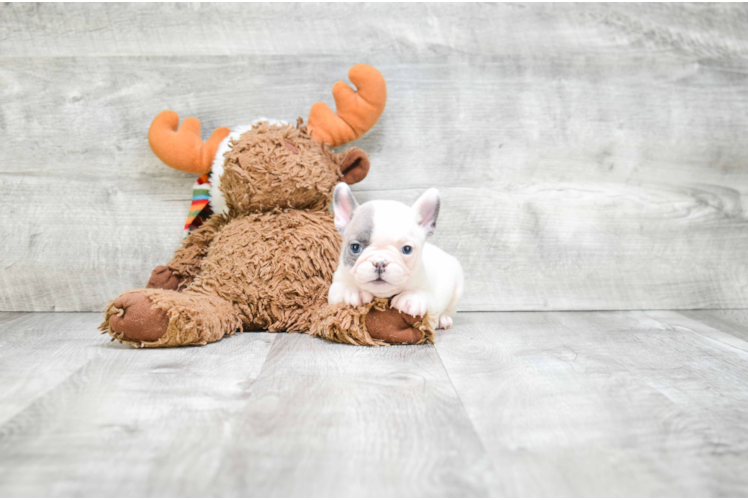 Hypoallergenic French Bulldog Purebred Pup