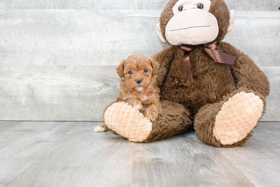 Maltipoo Puppy for Adoption