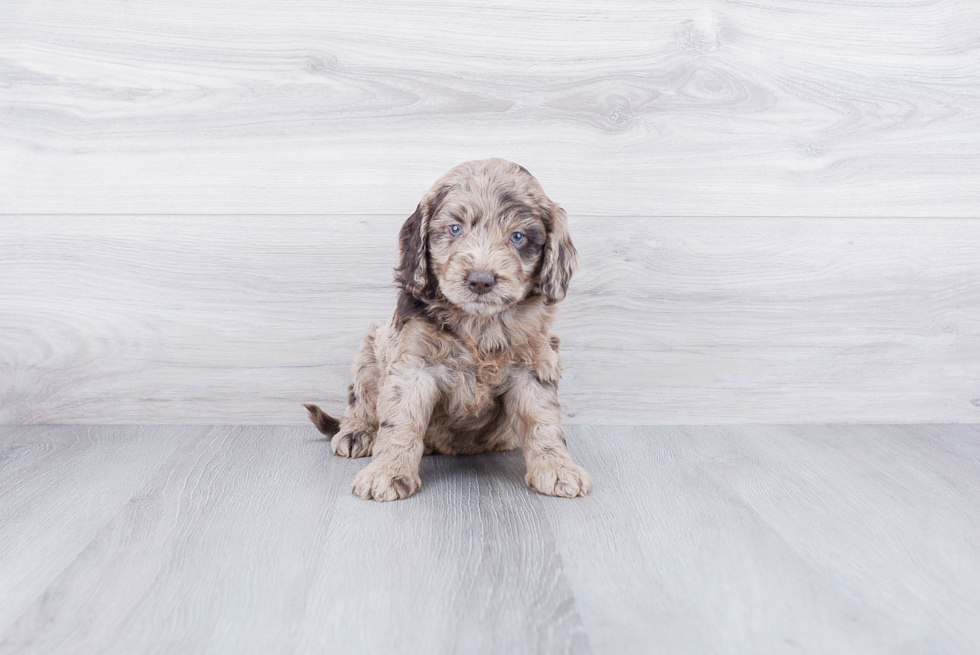 Mini Goldendoodle Pup Being Cute