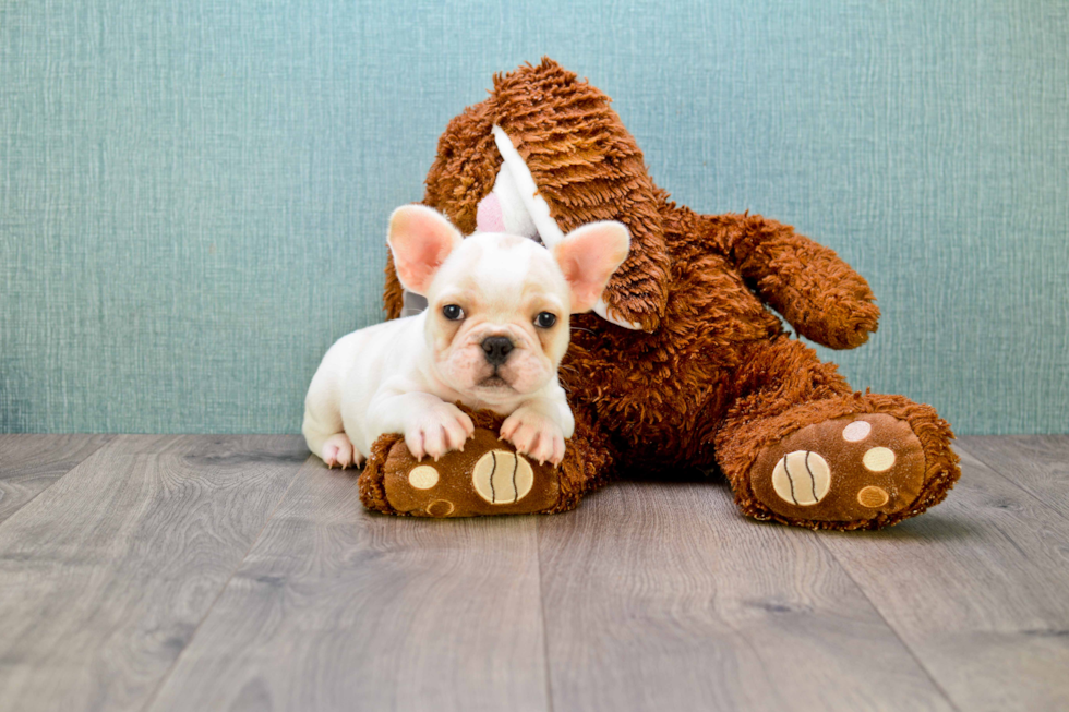 Sweet Frenchie Purebred Puppy