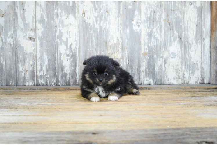 Pomeranian Pup Being Cute