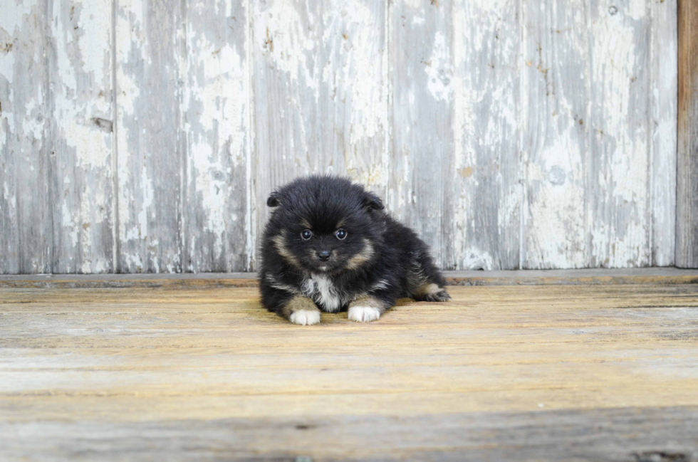 Pomeranian Pup Being Cute