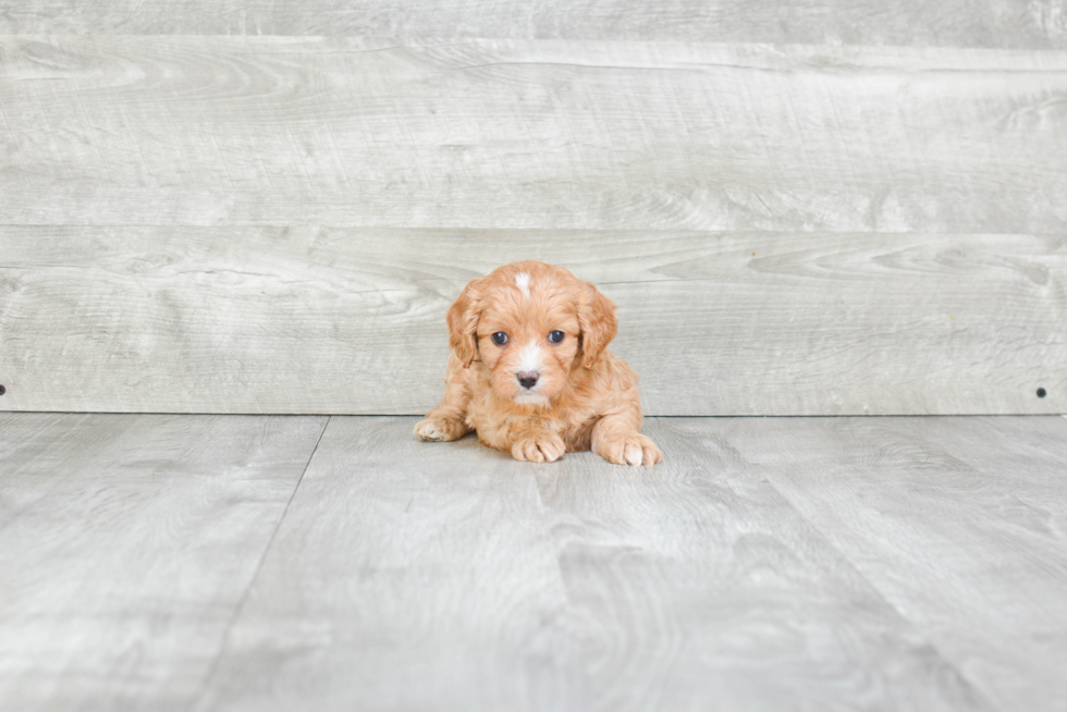 Cavapoo Puppy for Adoption