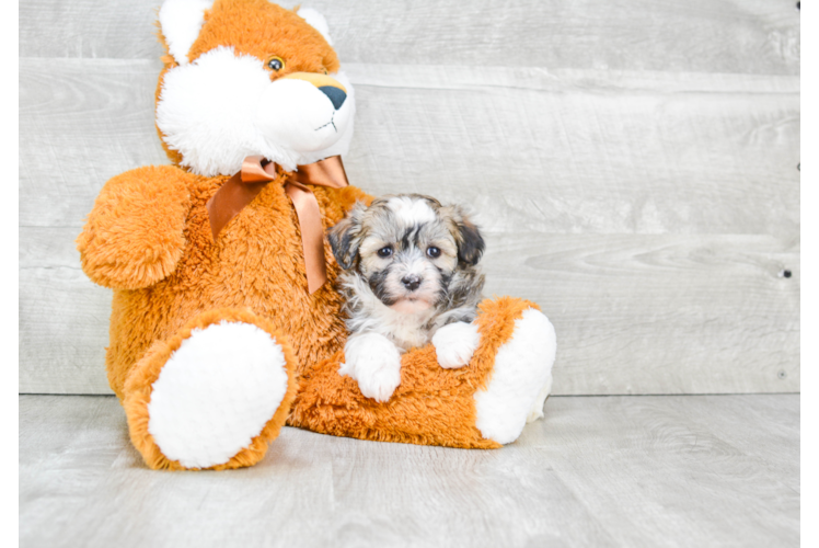 Fluffy Havanese Purebred Puppy