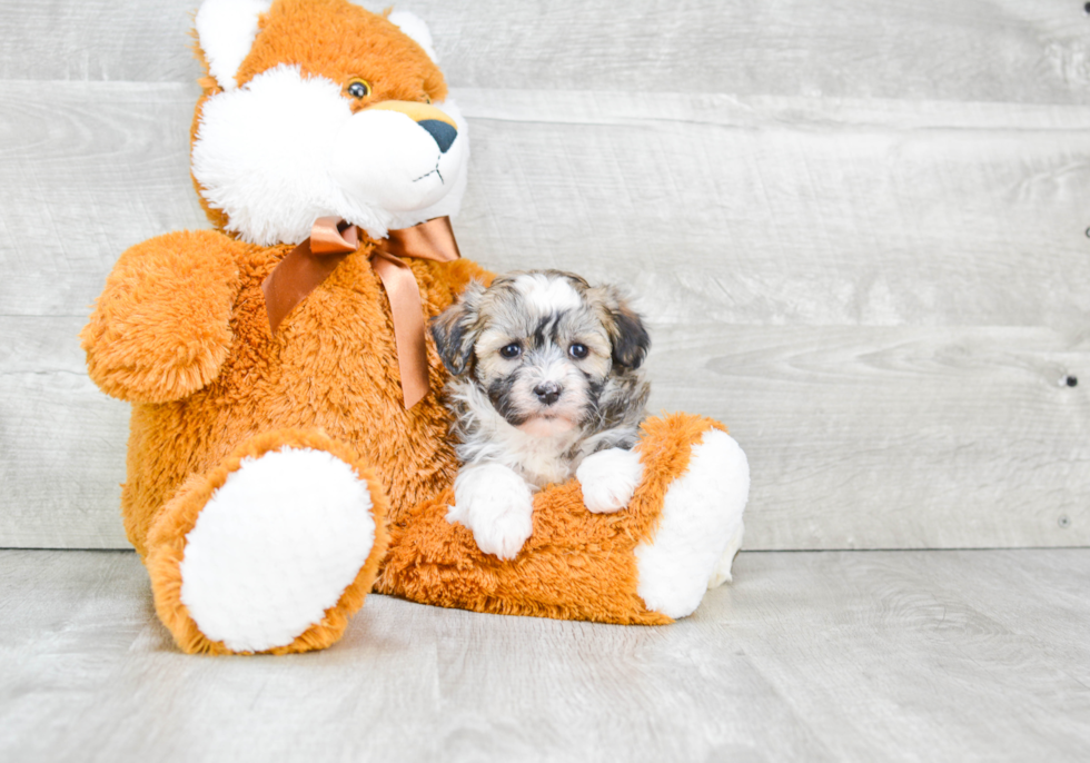 Fluffy Havanese Purebred Puppy