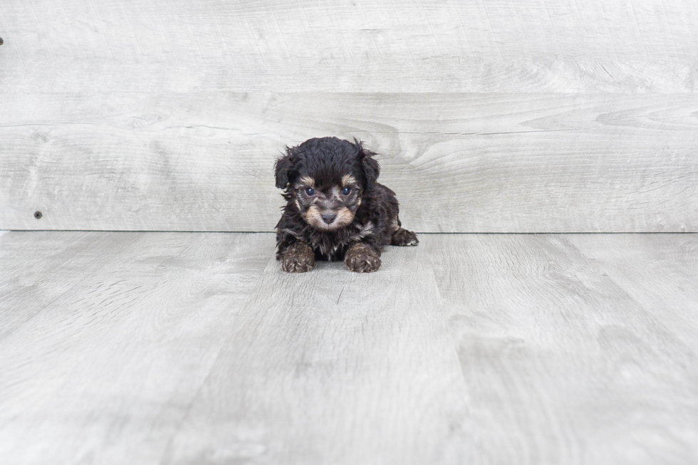 Sweet Mini Aussiedoodle Baby