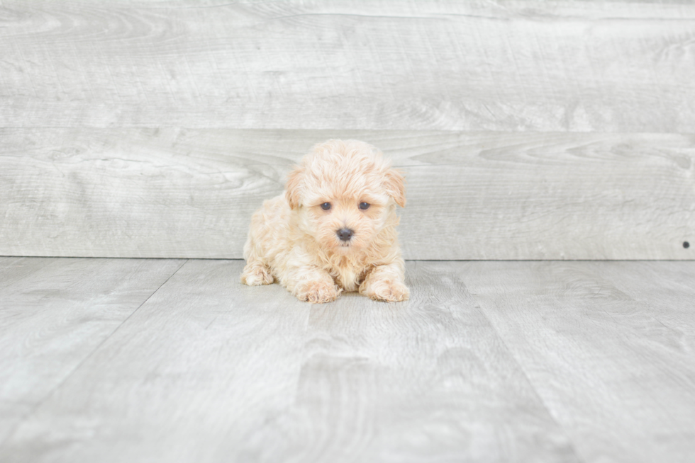 Maltipoo Puppy for Adoption