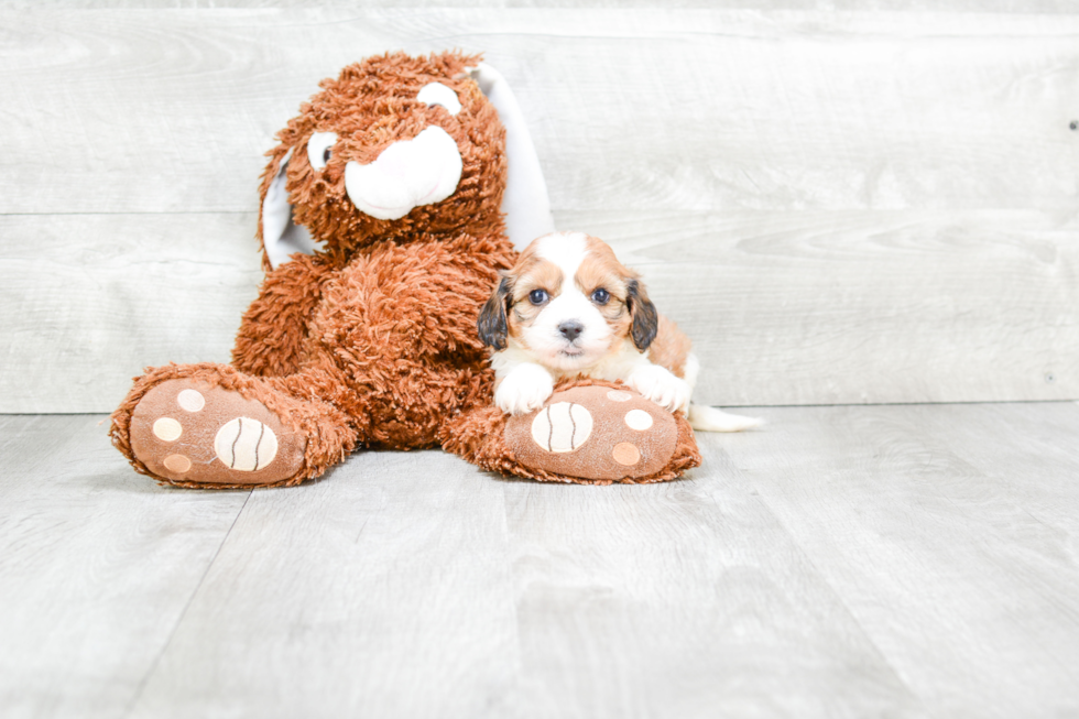 Playful Cavalier Designer Puppy