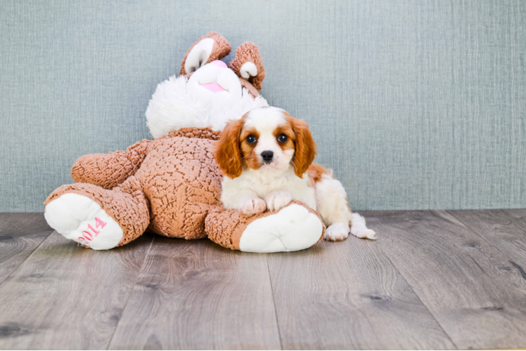 Small Cavalier King Charles Spaniel Purebred Pup