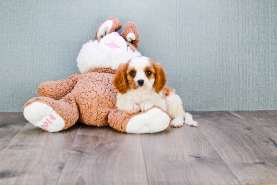 Small Cavalier King Charles Spaniel Purebred Pup