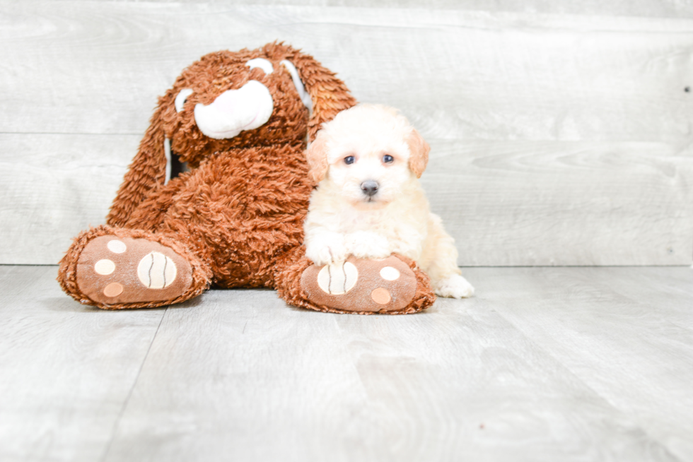 Smart Maltipoo Poodle Mix Pup