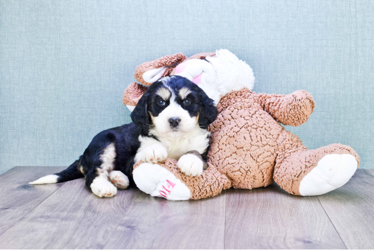 Mini Bernedoodle Pup Being Cute