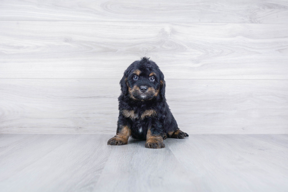 Best Mini Bernedoodle Baby