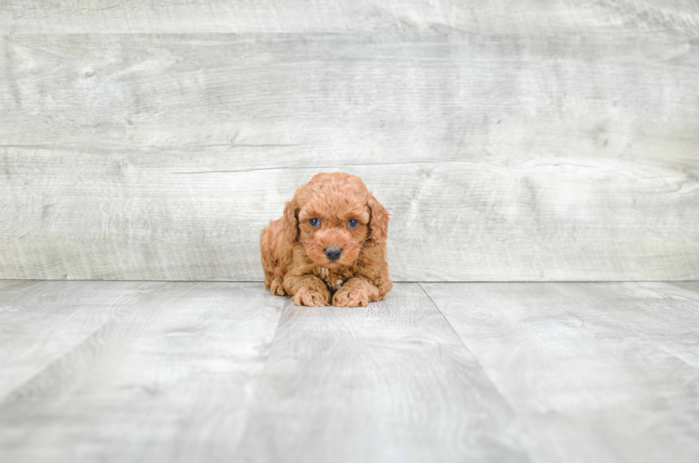 Maltipoo Pup Being Cute