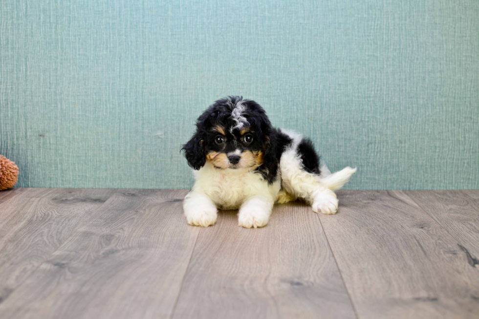 Cavapoo Pup Being Cute