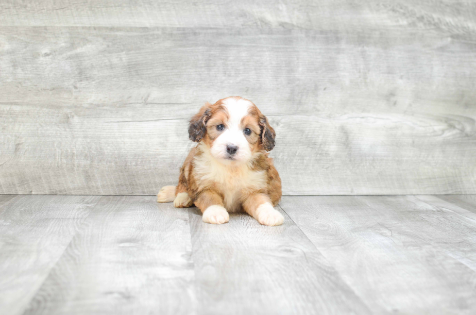 Mini Bernedoodle Pup Being Cute