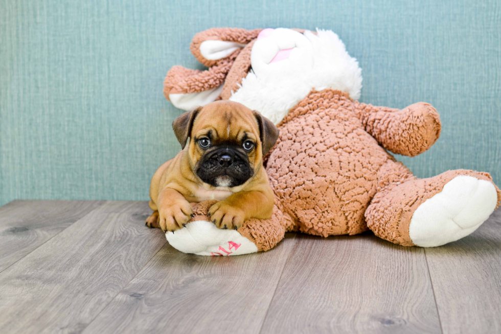 Cute English Bulldog Mix Pup