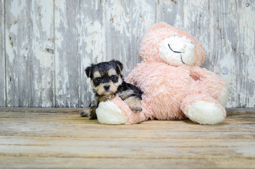 Smart Morkie Designer Pup