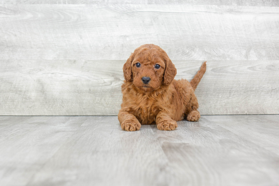 Energetic Golden Retriever Poodle Mix Puppy