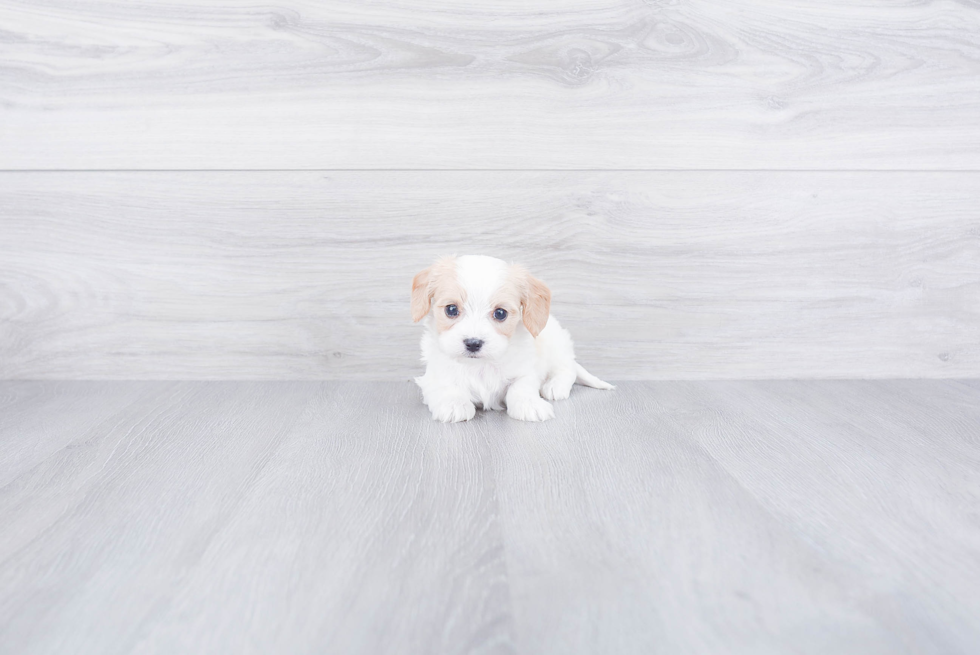 Smart Cavachon Designer Pup