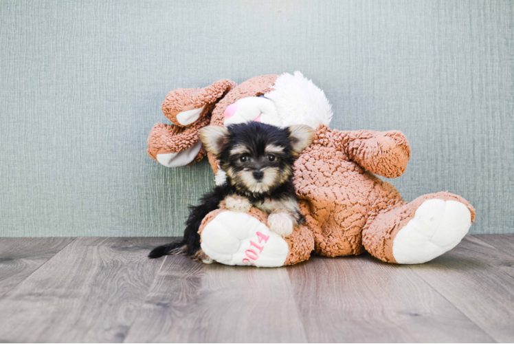 Morkie Pup Being Cute