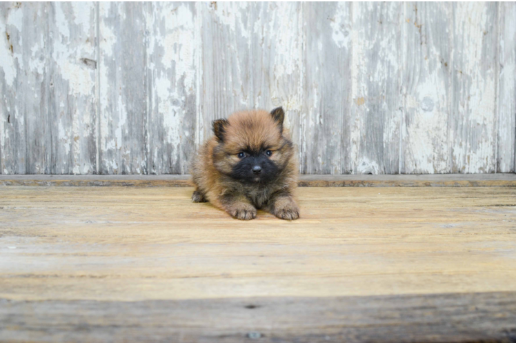 Little Pomeranian Purebred Pup