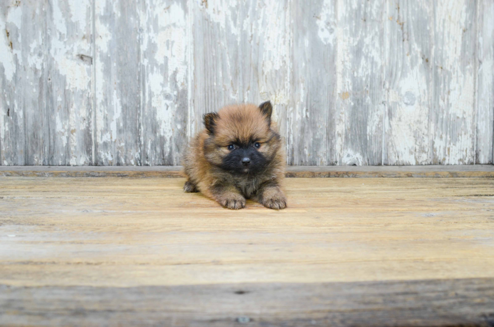 Little Pomeranian Purebred Pup