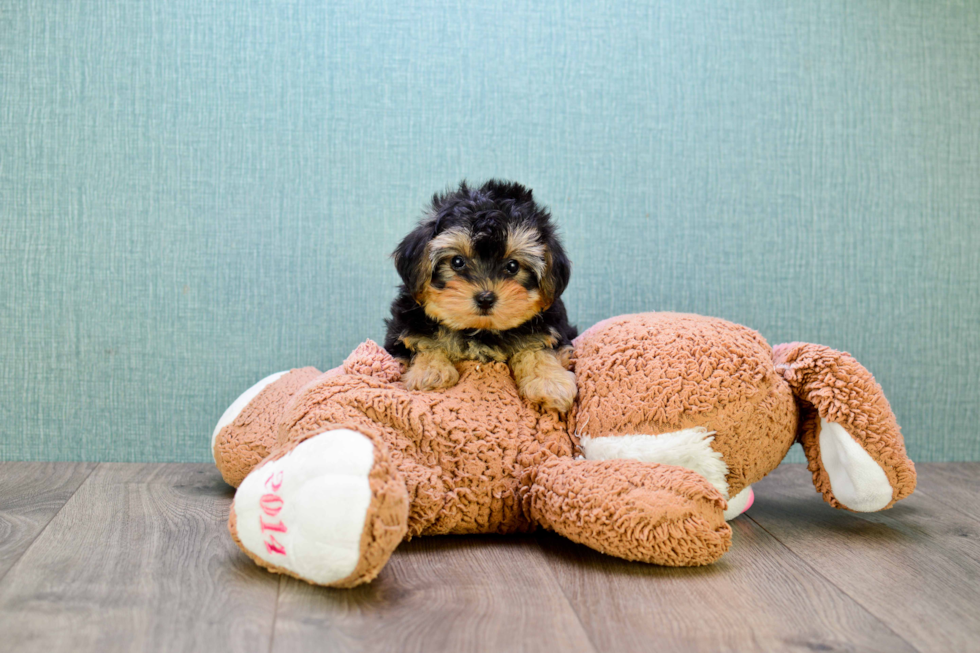 Yorkie Poo Pup Being Cute