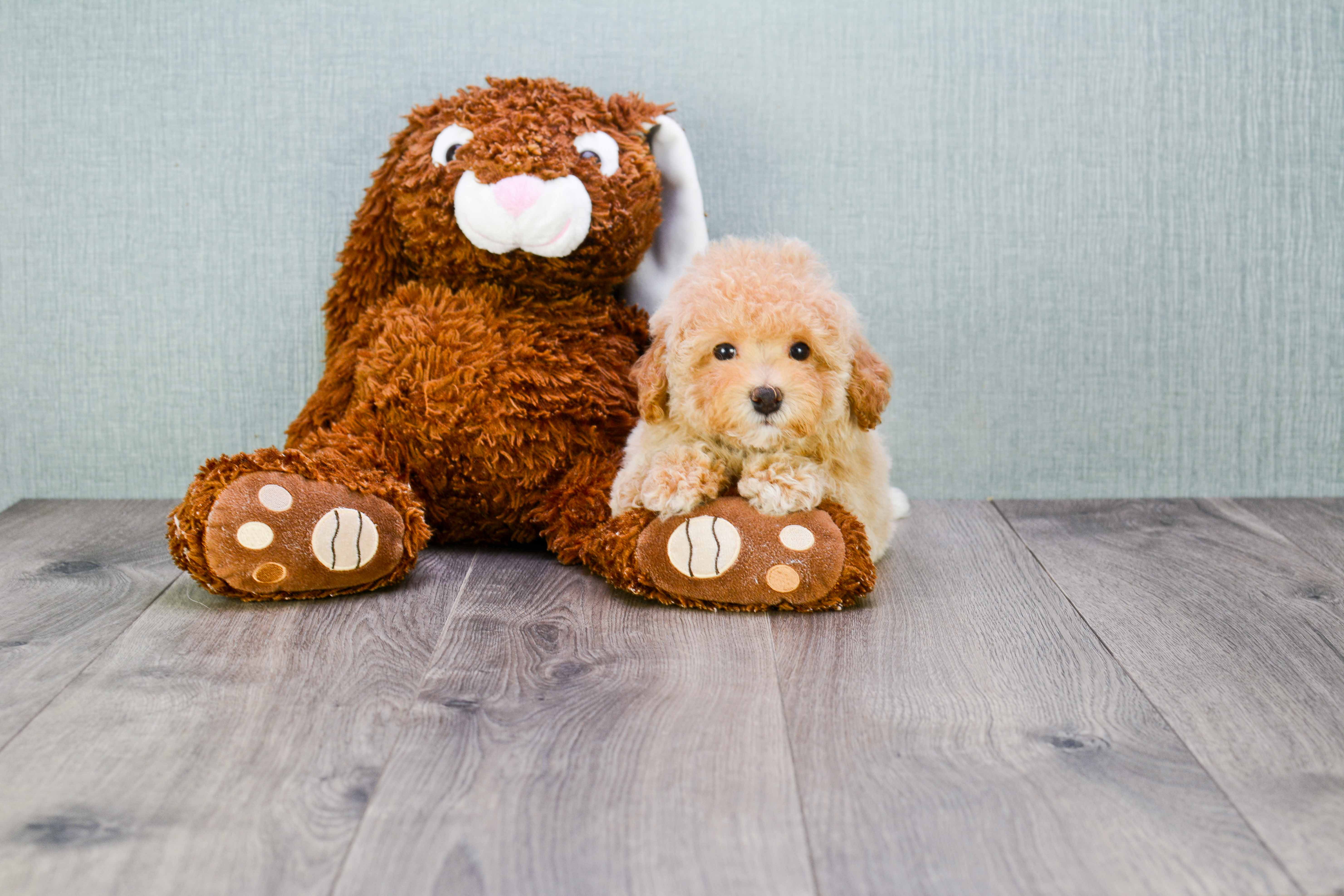 Maltipoo Pup Being Cute
