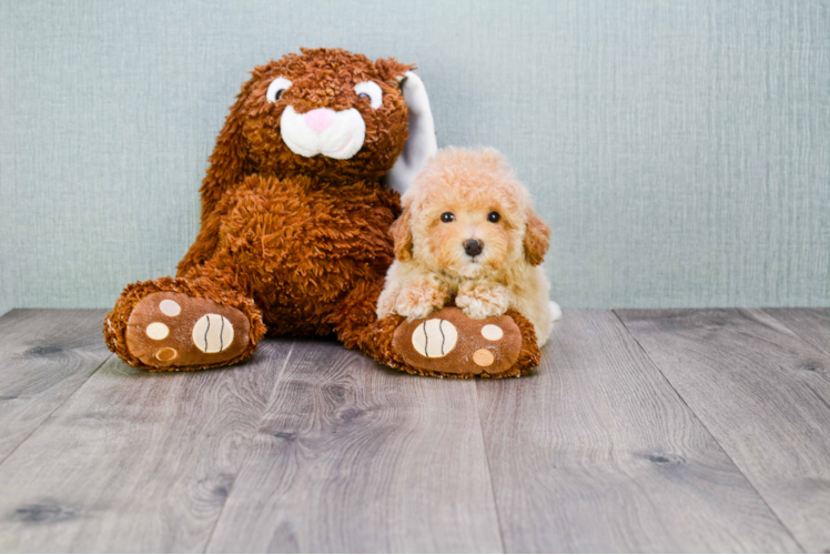 Maltipoo Pup Being Cute