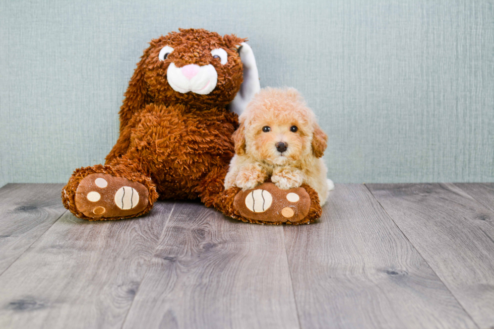 Maltipoo Pup Being Cute