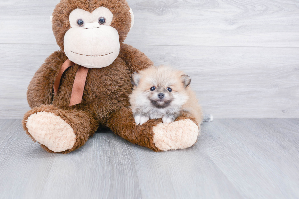 Little Pomeranian Baby