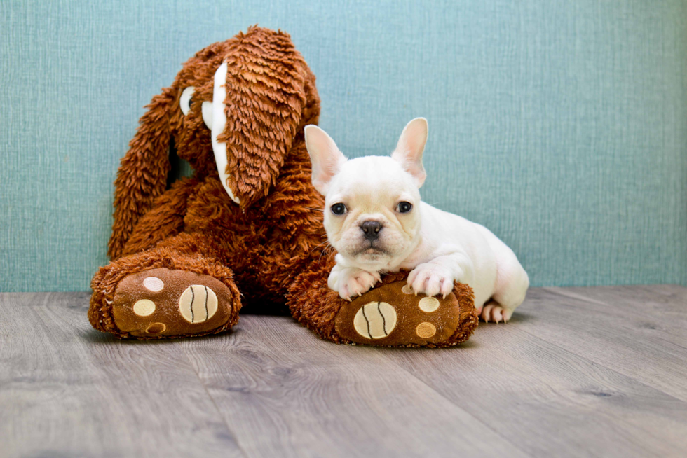 Popular French Bulldog Baby