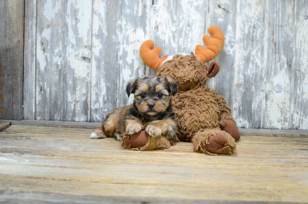 Hypoallergenic Shorkie Designer Puppy