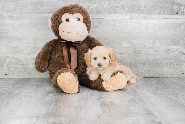 Cavachon Pup Being Cute