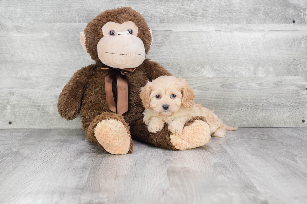 Cavachon Pup Being Cute