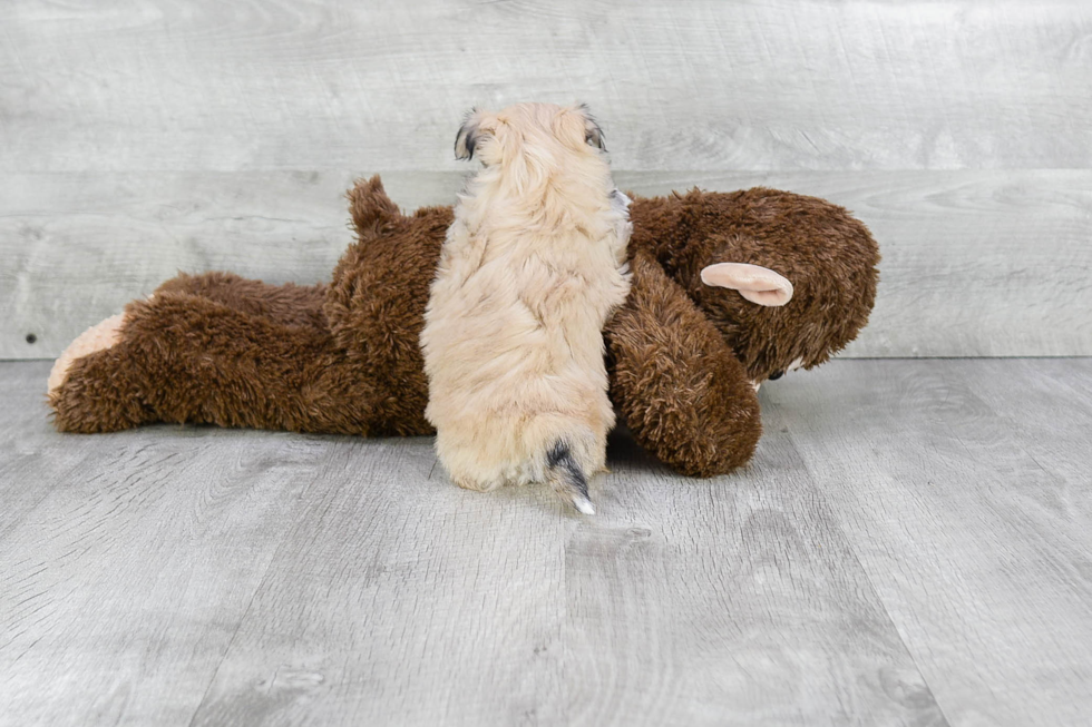 Havanese Pup Being Cute