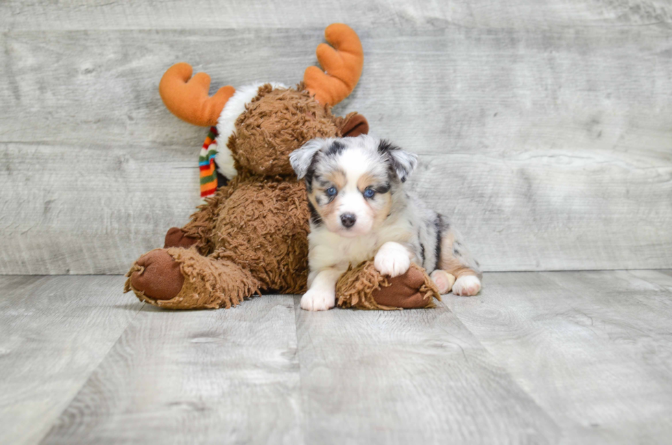 Happy Mini Aussiedoodle Baby