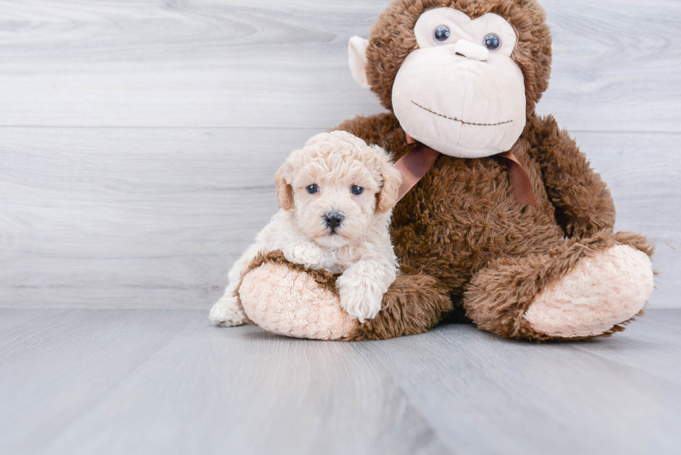 Friendly Poochon Baby