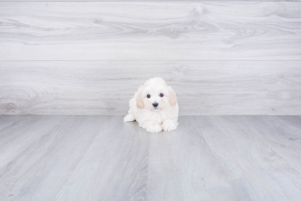 Sweet Maltipoo Baby