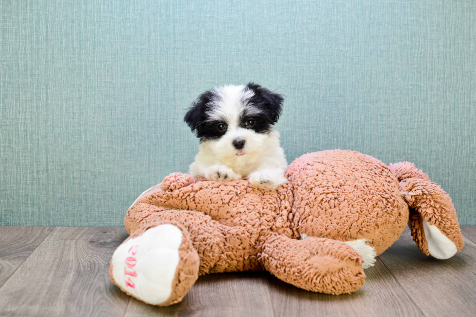 Funny Havanese Purebred Pup